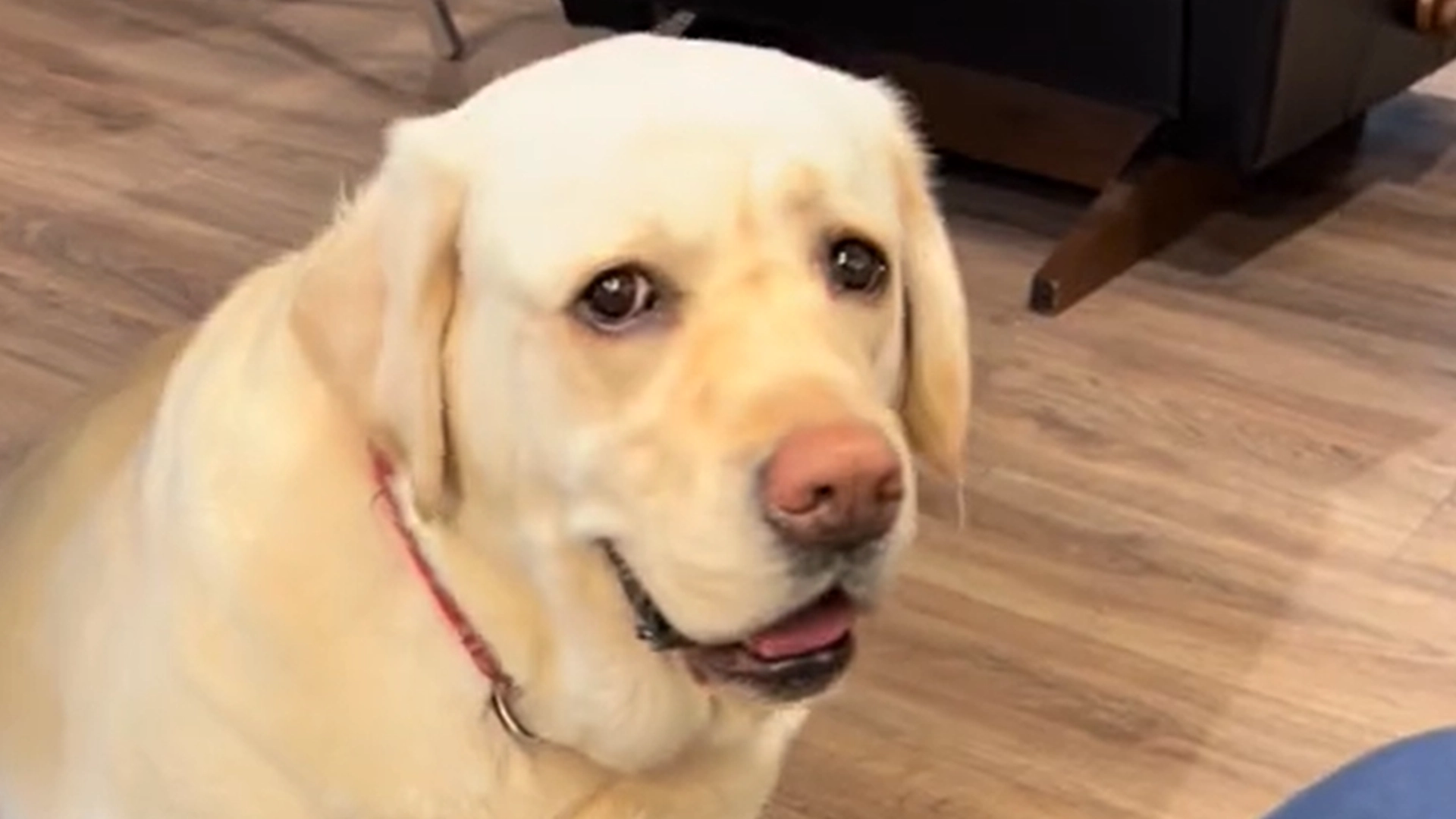 Stolt hund har første arbeidsdag på brannstasjonen: Se den virale videoen