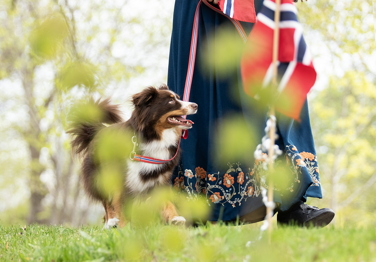 Mattilsynet: Hold hunden hjemme