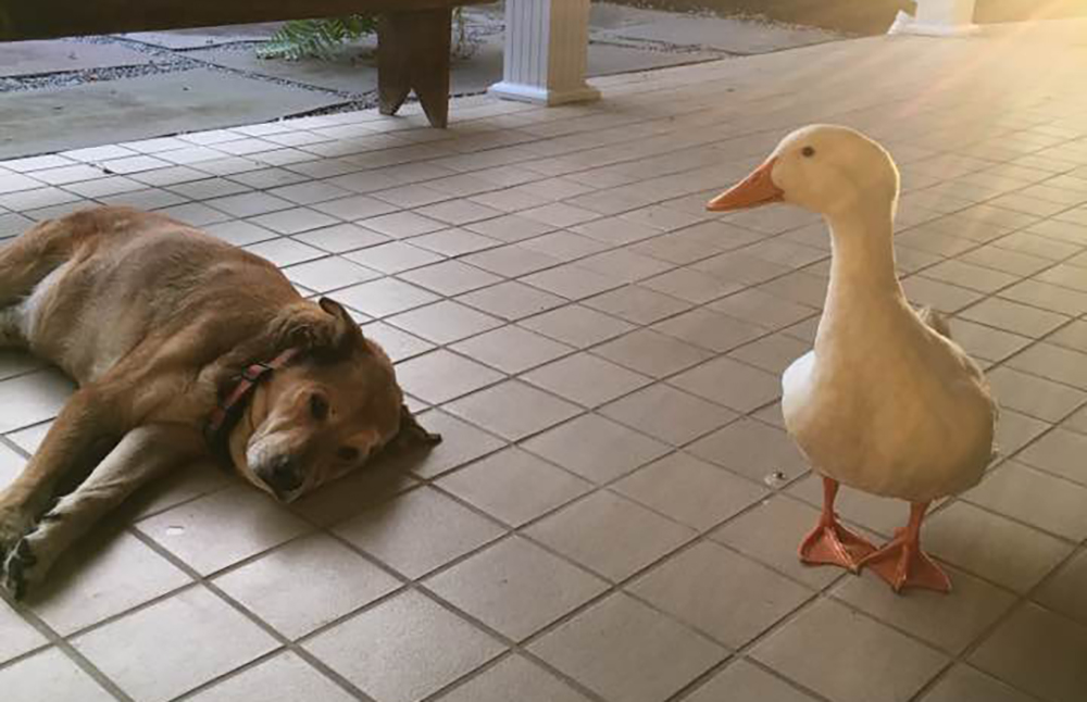 Vennlig and dukker opp ut av det blå og oppmuntrer sørgende hund