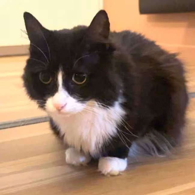 Katten Frikke funnet etter to år – hele 1400 kilometer hjemmefra