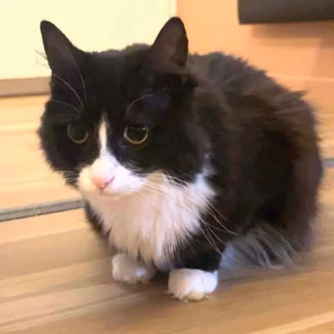 Katten Frikke funnet etter to år – hele 1400 kilometer hjemmefra