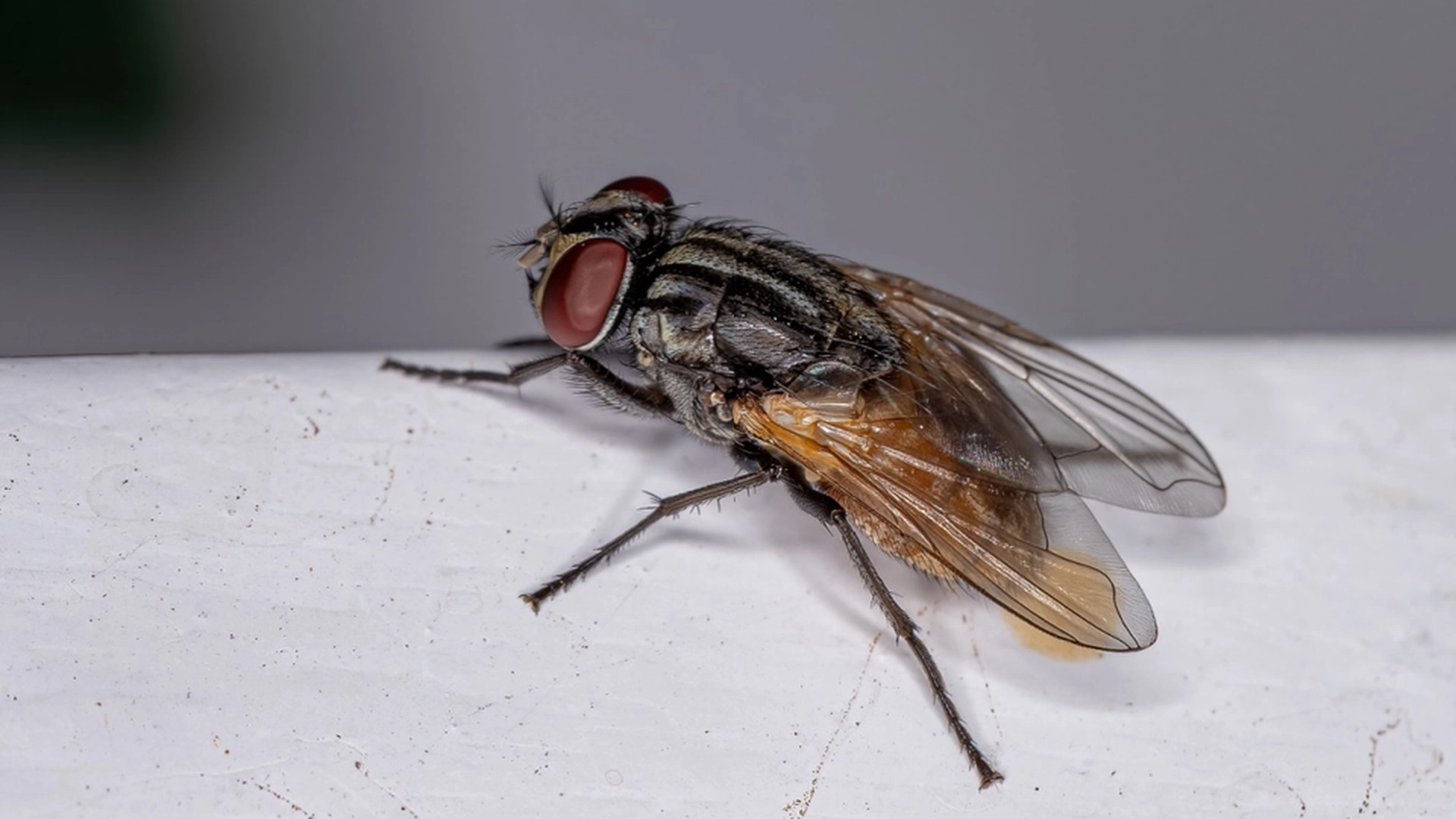 Fjern fluer, mygg og andre insekter på mindre enn 10 minutter