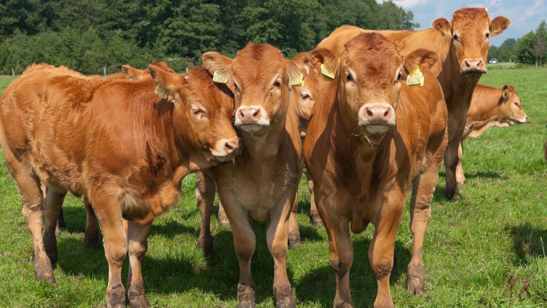 Storfetyver stjal mer enn 50 kyr fra gården
