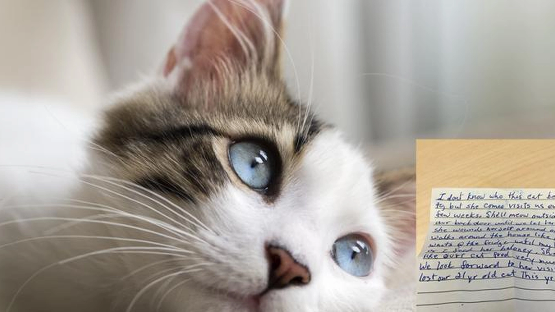 Katt kommer inn i naboens hus: Kommer hjem med et rørende brev