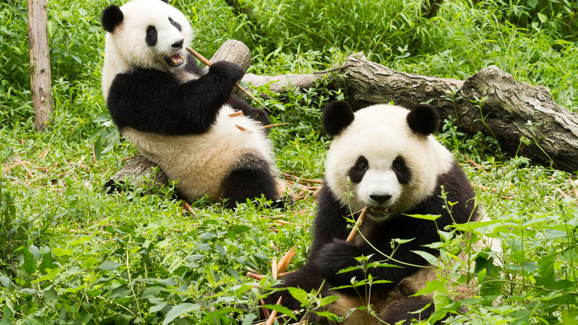 Trist farvel: Gigantiske pandaer må nå forlate dyrehagen