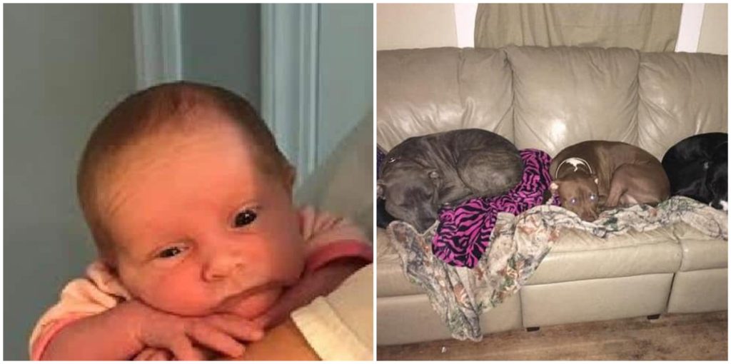 Tre uker gammel baby bitt i hjel av pitbull – satt inne i vippestol mens moren var i hagen