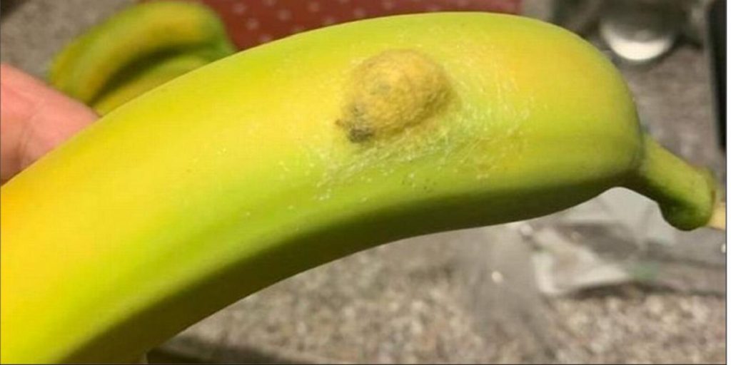 Alles verste mareritt: Mamma sjokkert over funnet i en banan fra det lokale supermarkedet