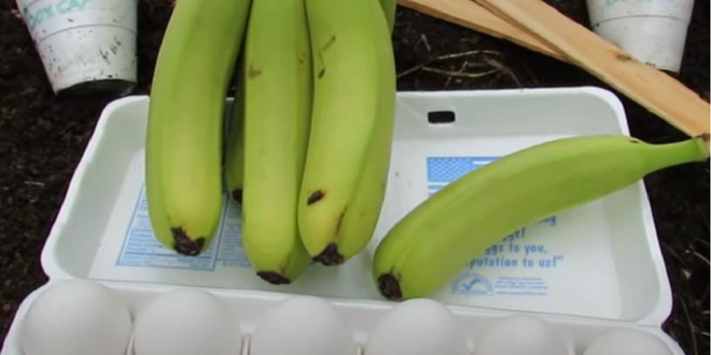 Begrav et egg og en banan i hagen: Se magien skje