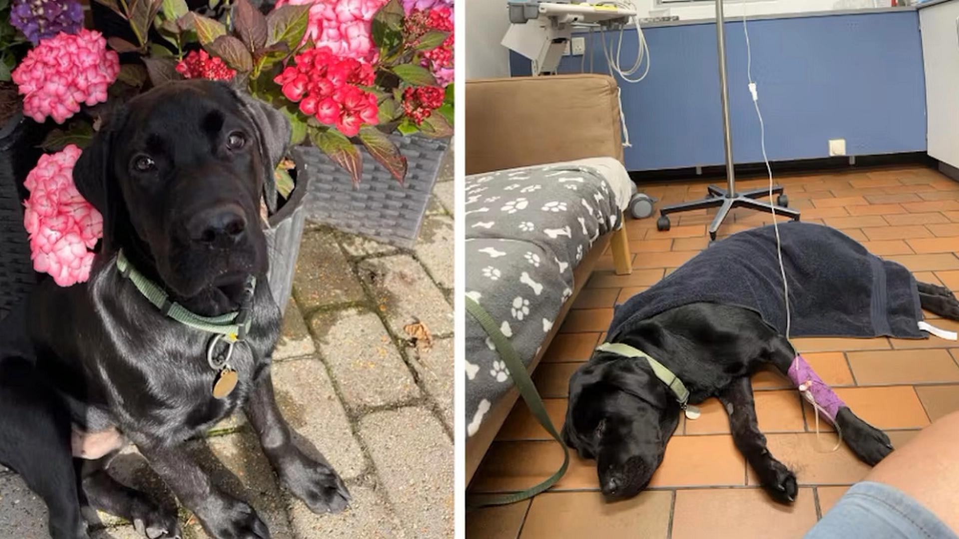 Hunden Basse spiste snus fra bakken: Var nær ved å miste livet