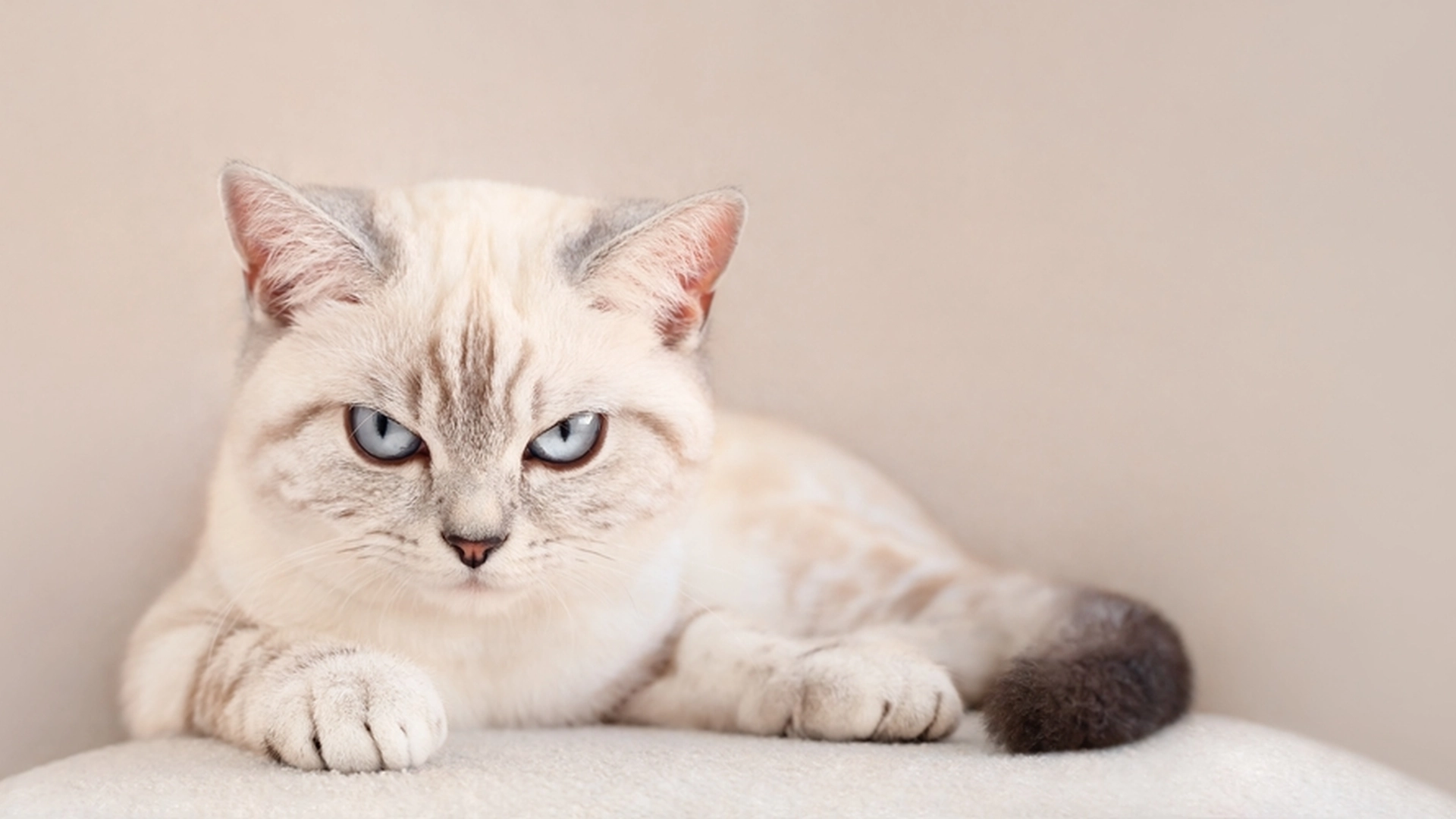 Har du en katte-diva hjemme? 8 tegn som avslører det