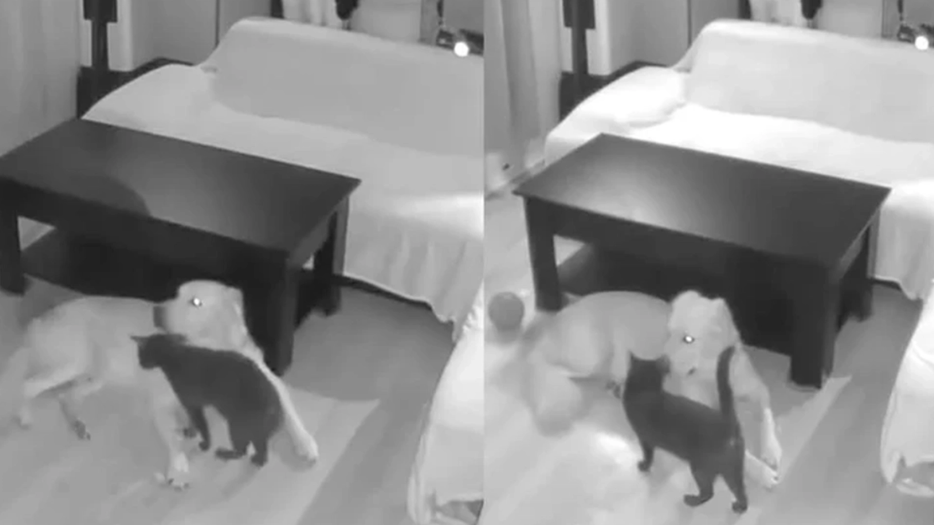 Hund og katt var alene hjemme: Overrasket over hva overvåkingskameraet viser