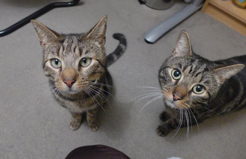 Mann ble knust etter tapet av sin ene katt: Kort tid etterpå kom den andre katten hjem med en lapp i halsbåndet
