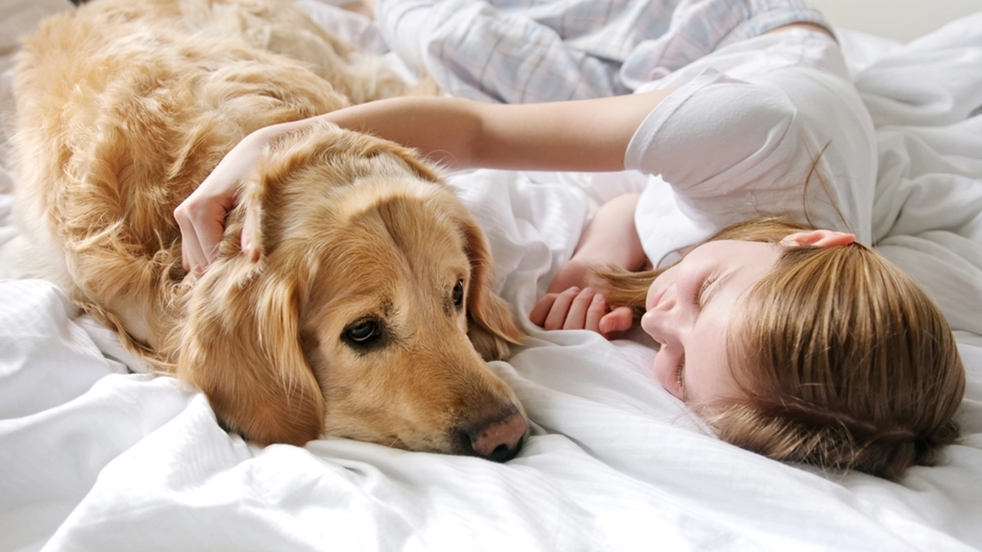 Dette må du se! Golden retrieverens smarte triks for å varsle sine døve søsken