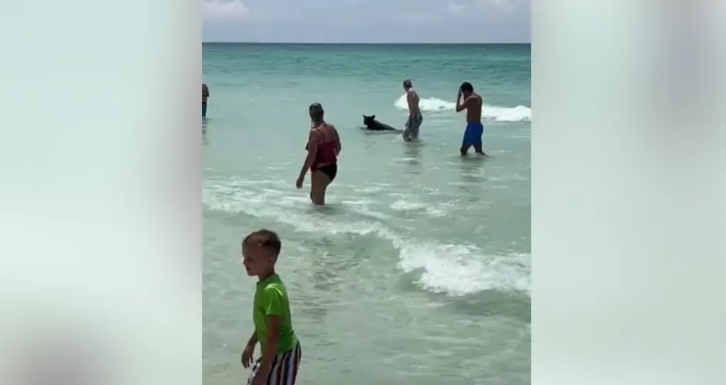 Se video: Her kommer en bjørn opp fra havet på en strand