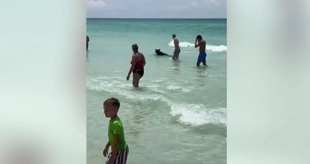 Se video: Her kommer en bjørn opp fra havet på en strand