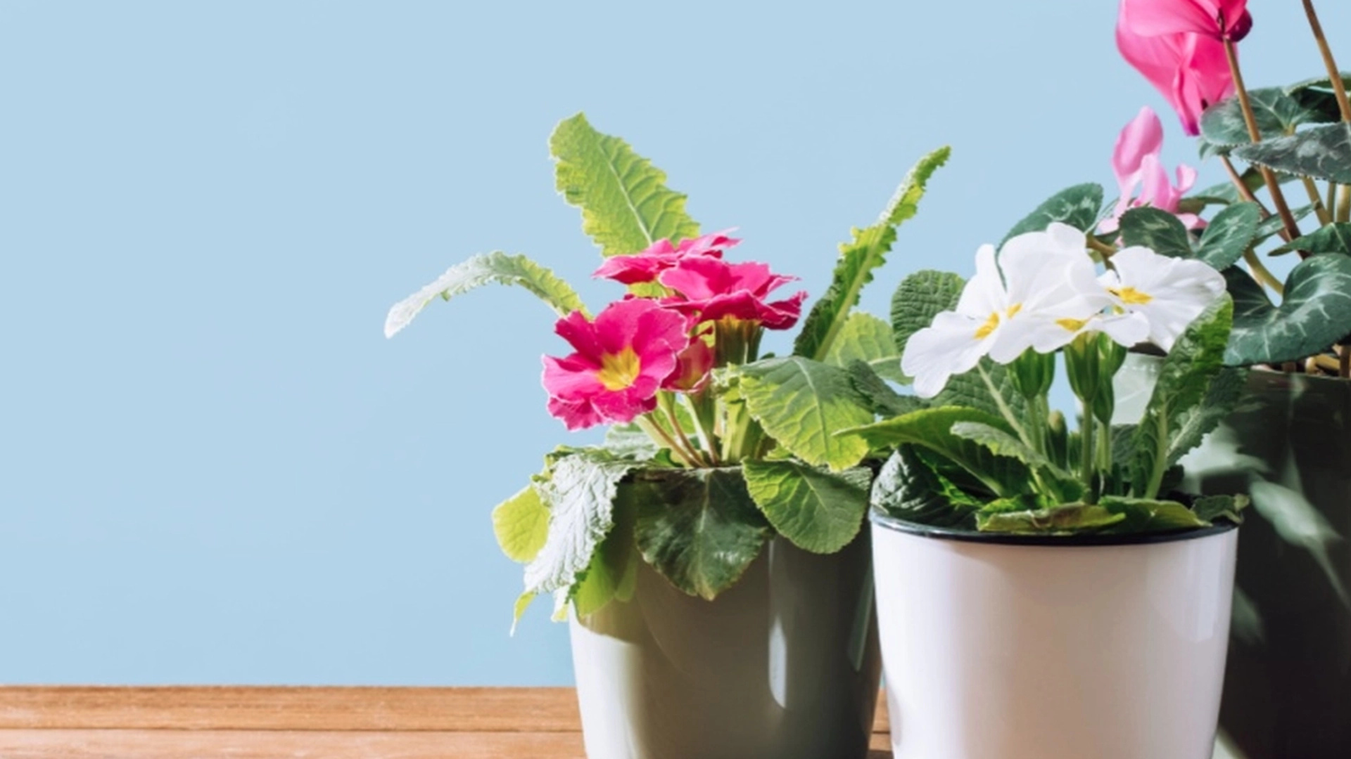Bare tilsett en teskje av dette i potteplantene dine, så vil de blomstre som aldri før