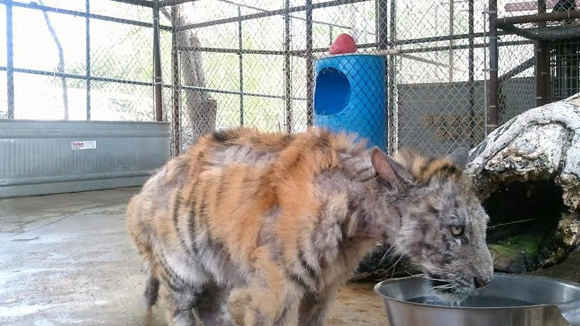 Syk tigerunge ble reddet fra sirkuset: Forvandlingen er helt syk