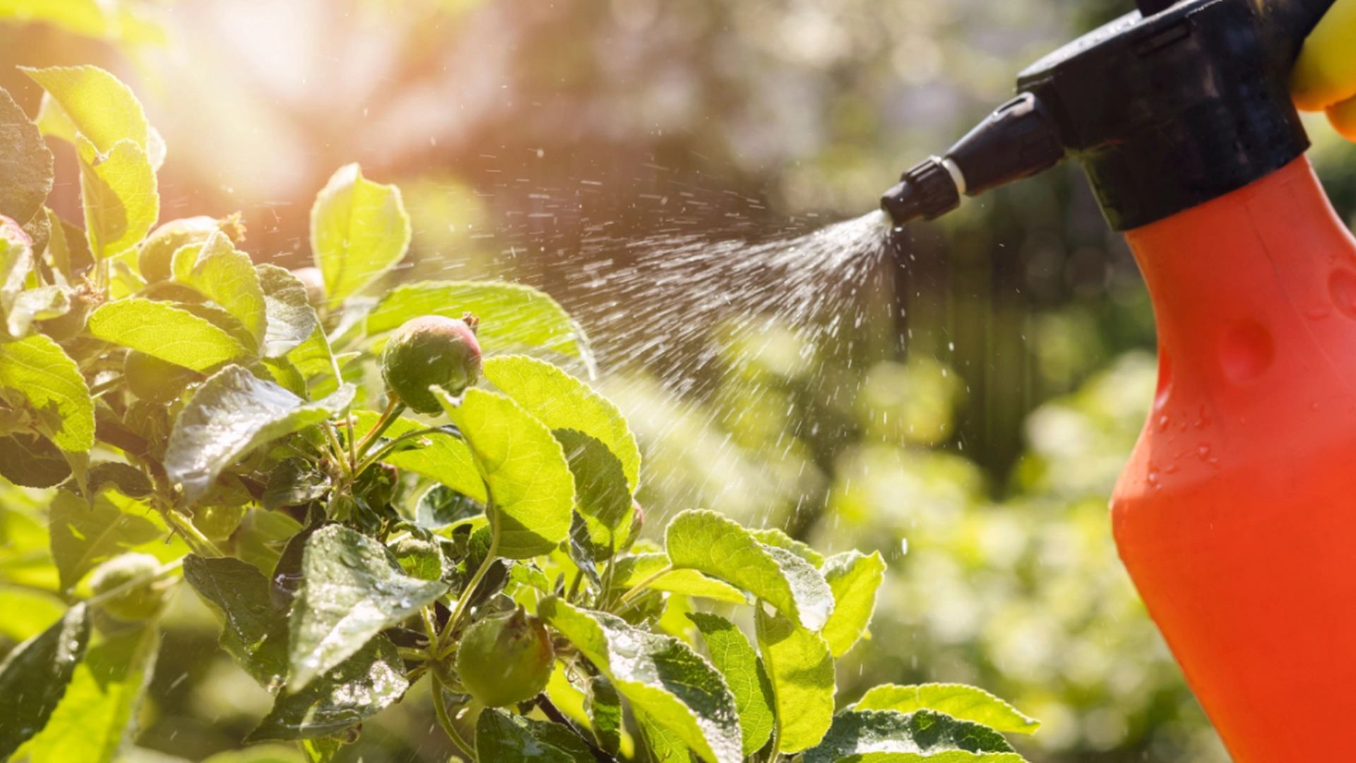 Insektene kommer: Slik lager du din egen spray for å beskytte plantene dine