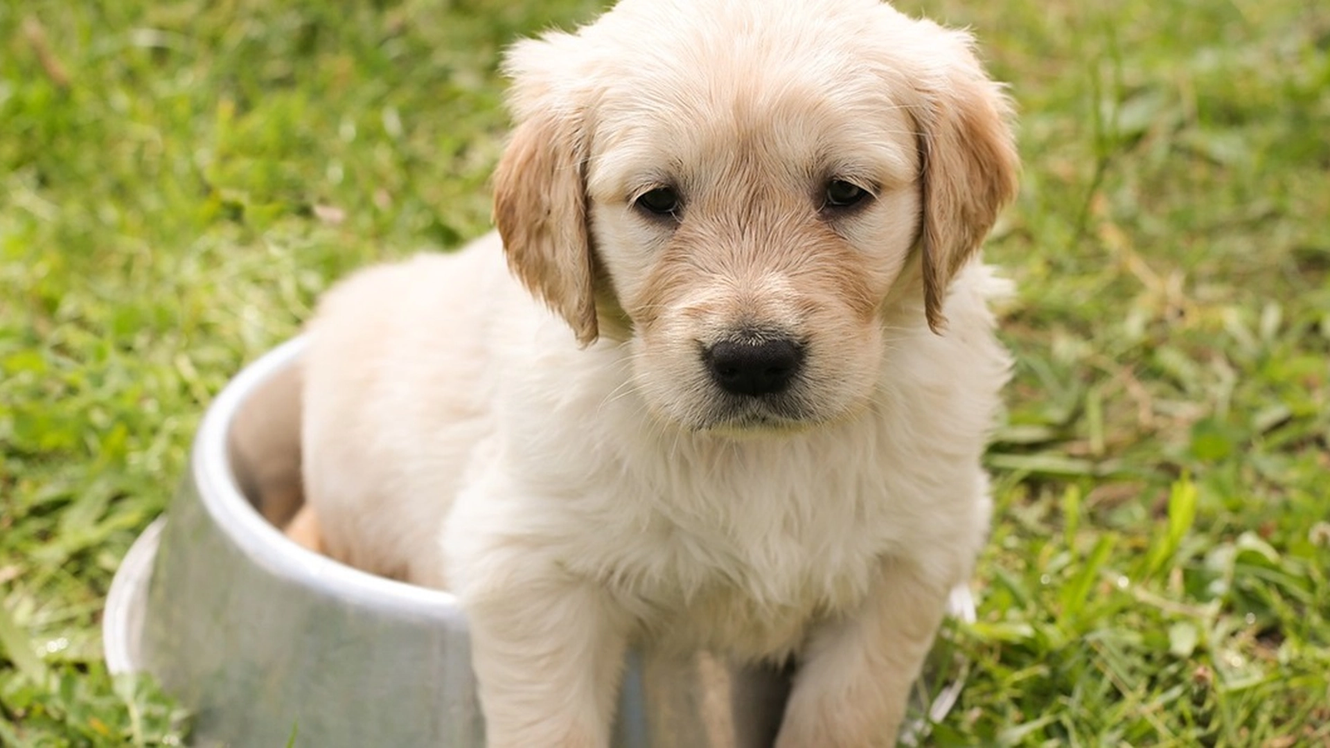 Leter du etter det perfekte hundenavnet? Her er hundeeiers favorittvalg