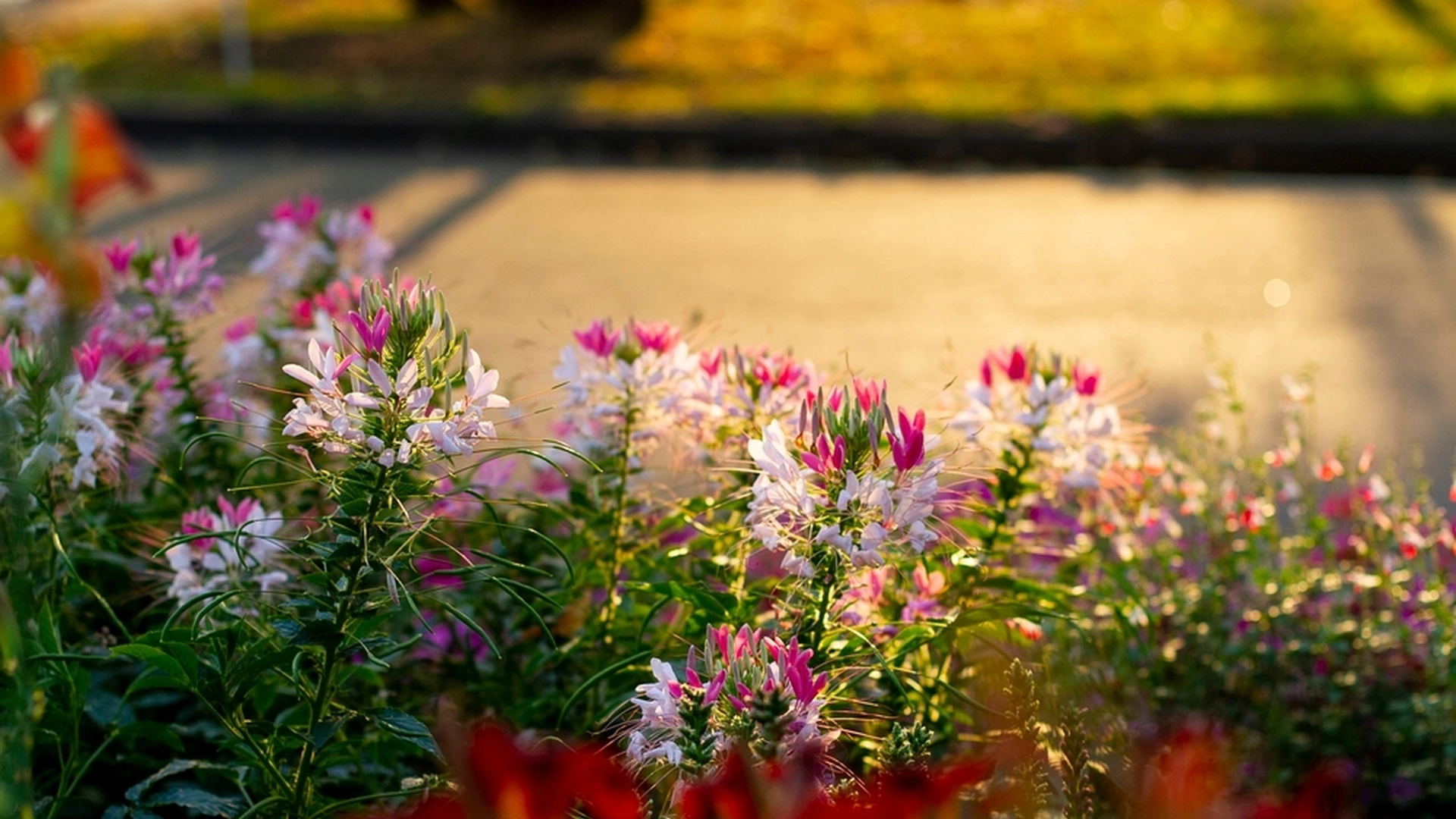 Naboer ødela konstant mannens blomsterbed: Så fikk han denne geniale ideen
