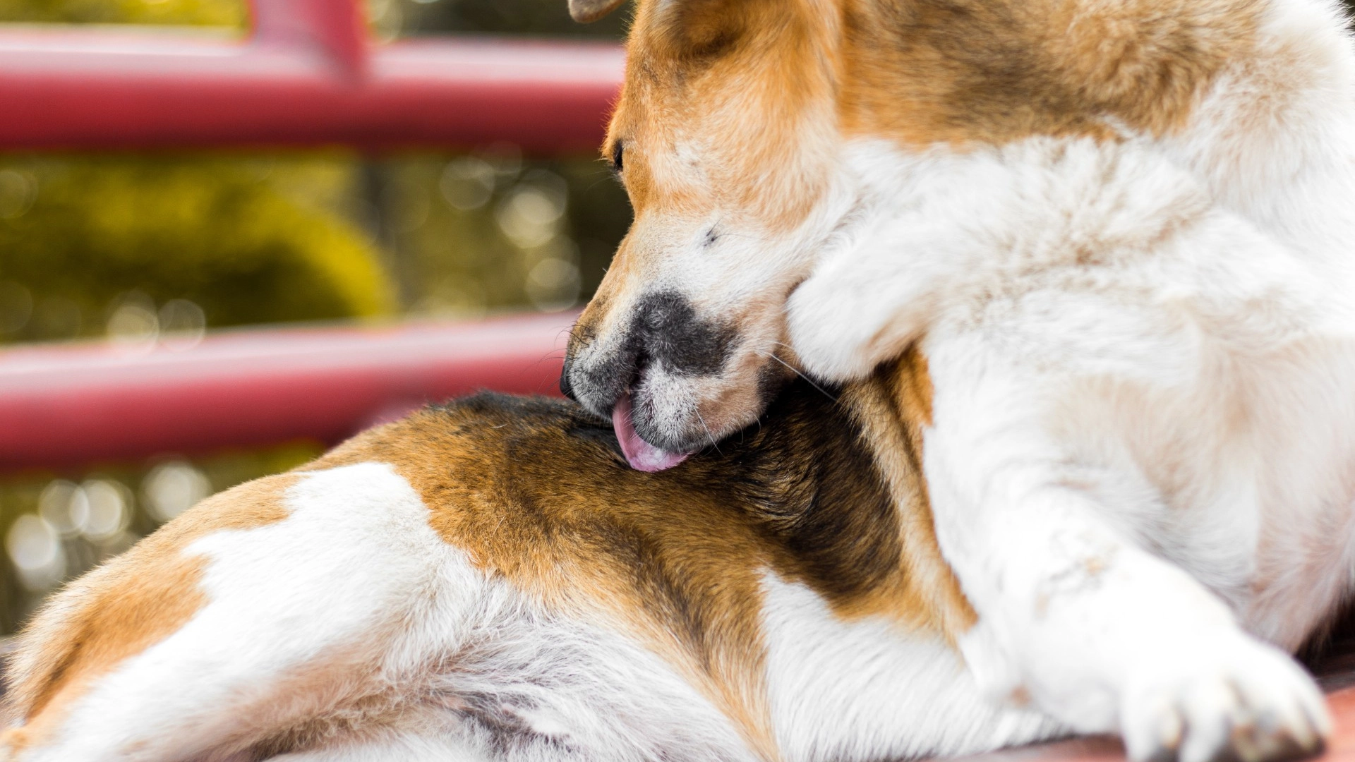 Du må aldri ignorere disse tingene hunden din gjør: Er tegn på at hunden ikke har det bra