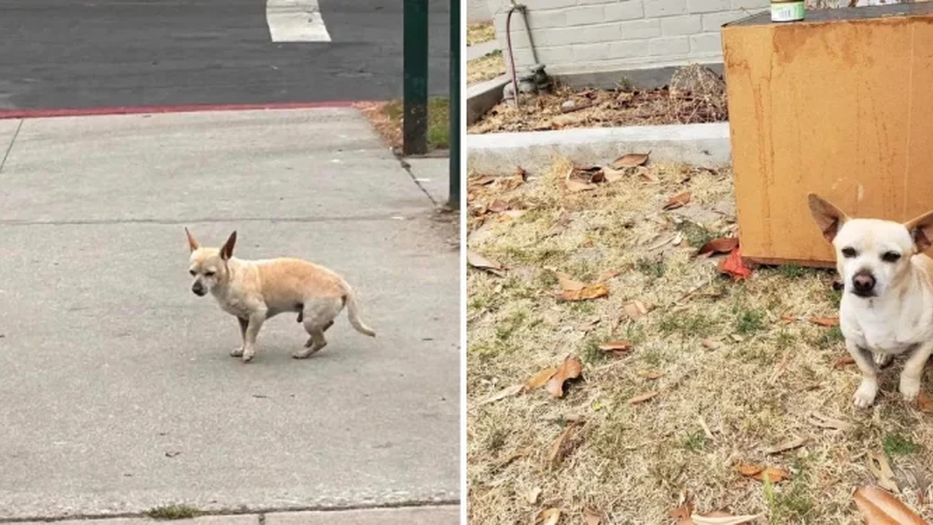 Den lille hunden nekter å forlate gatehjørnet av én spesiell grunn: Nesten alle sitter igjen i tårer når de hører grunnen
