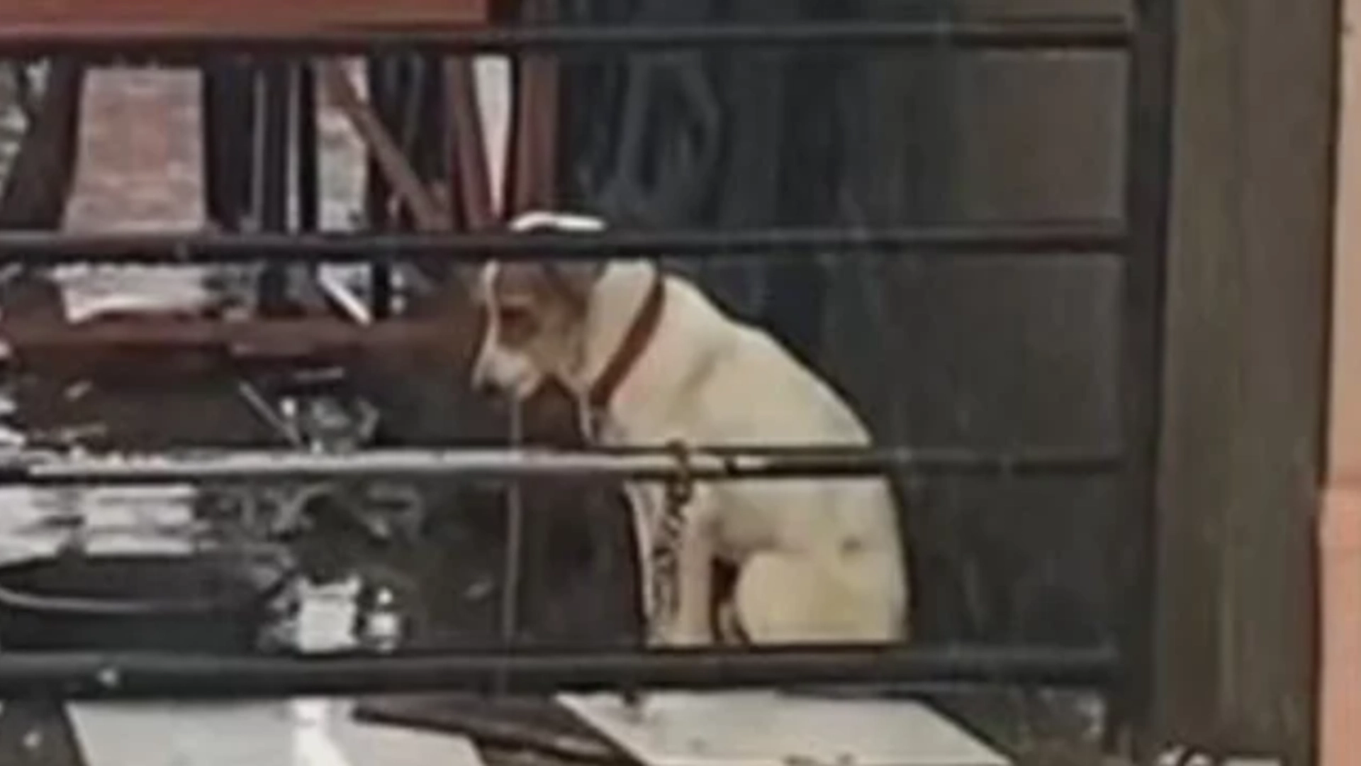 Videosnutten av hunden som sitter i øsende regn har knust mange: Da tar naboen saken i egne hender