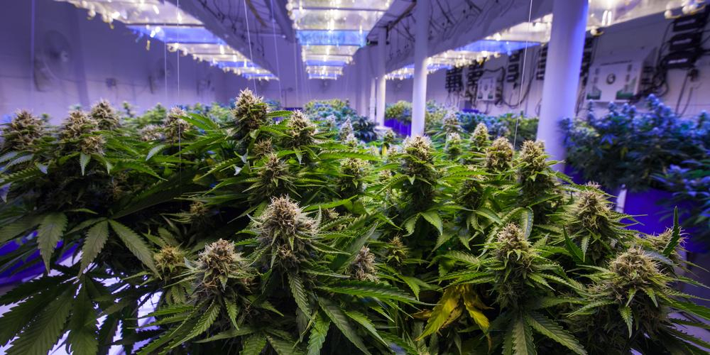 Nå blir cannabis lovlig