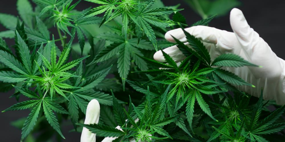 Første land i Europa legaliserer hasj til personlig forbruk