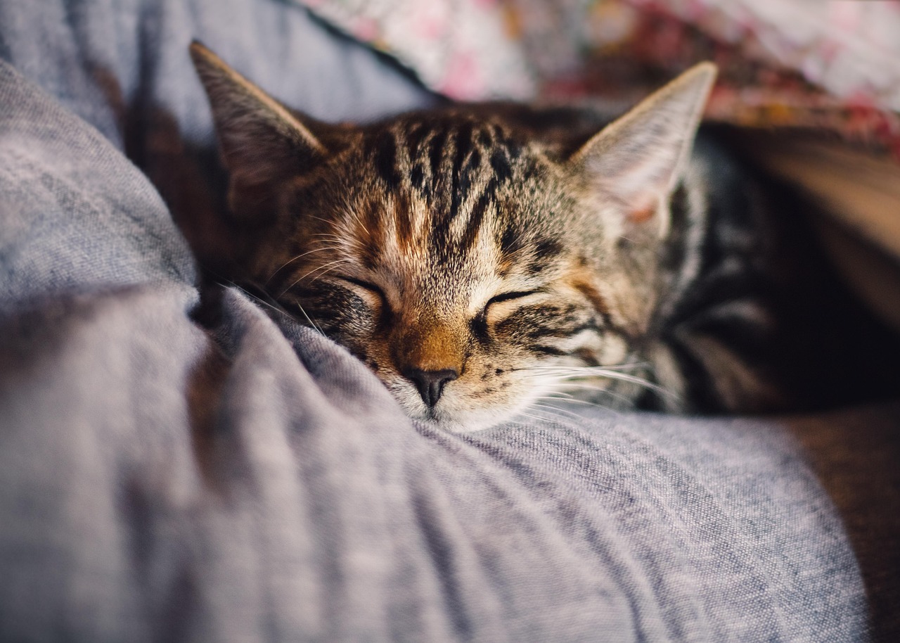 Mageproblemer hos katt: Slik håndterer du oppkast og diaré hjemme