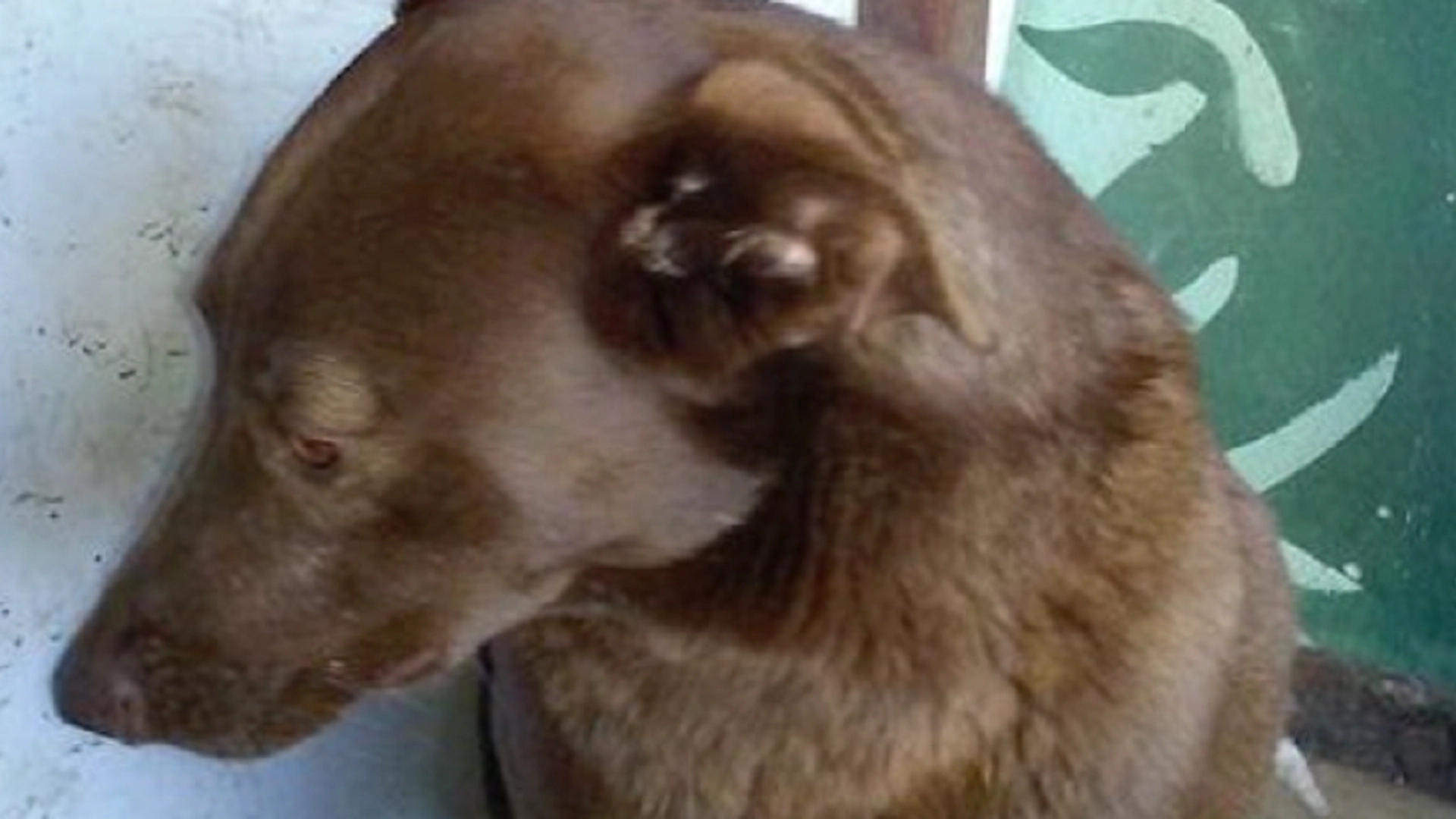 Hund har vært savnet i 2 år – se reaksjonen når den blir funnet av eieren igjen