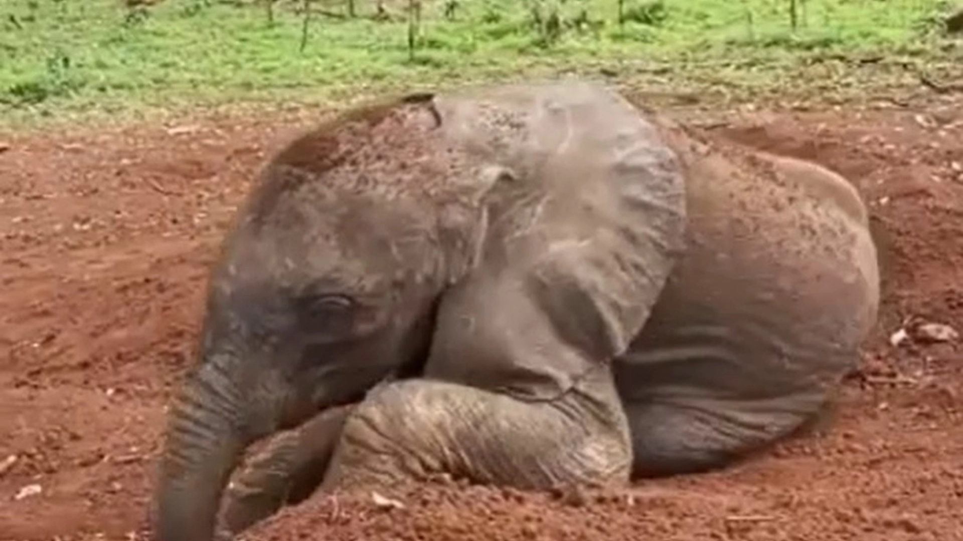 Leken elefant går viralt: Se den søte videoen her