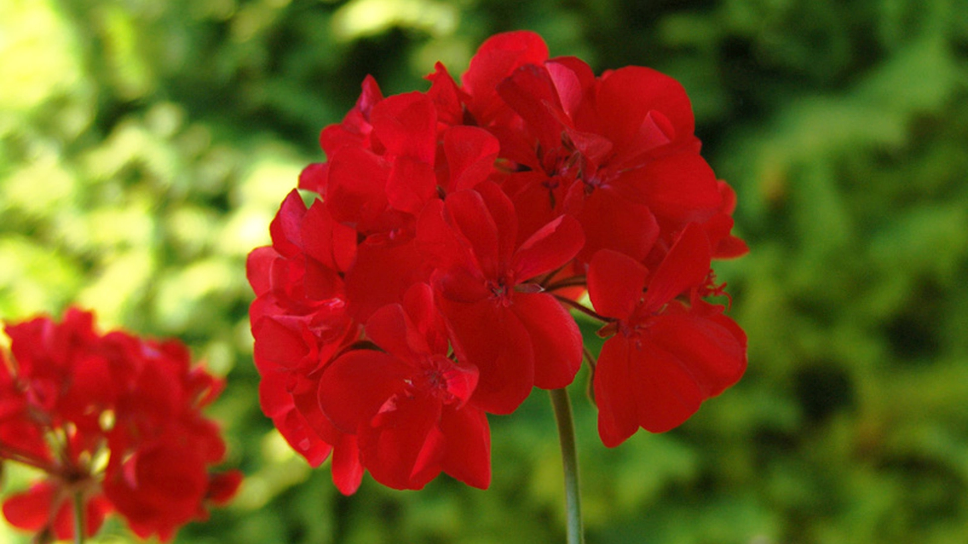 Dropp pelargoniene – denne planten blomstrer som en drøm