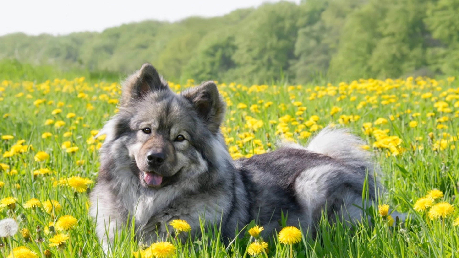 Hvorfor logrer hunden din med halen? Få det overraskende svaret her