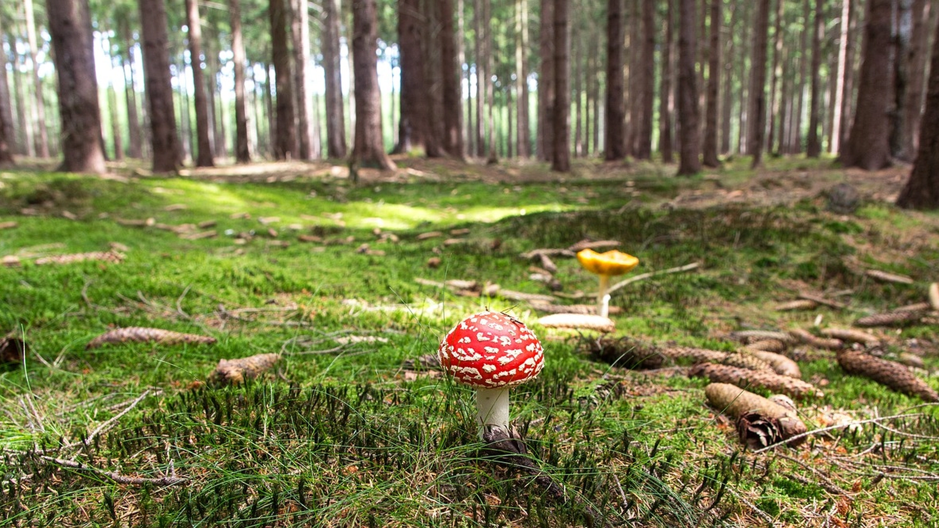 Alternativ medisin skaper bekymring