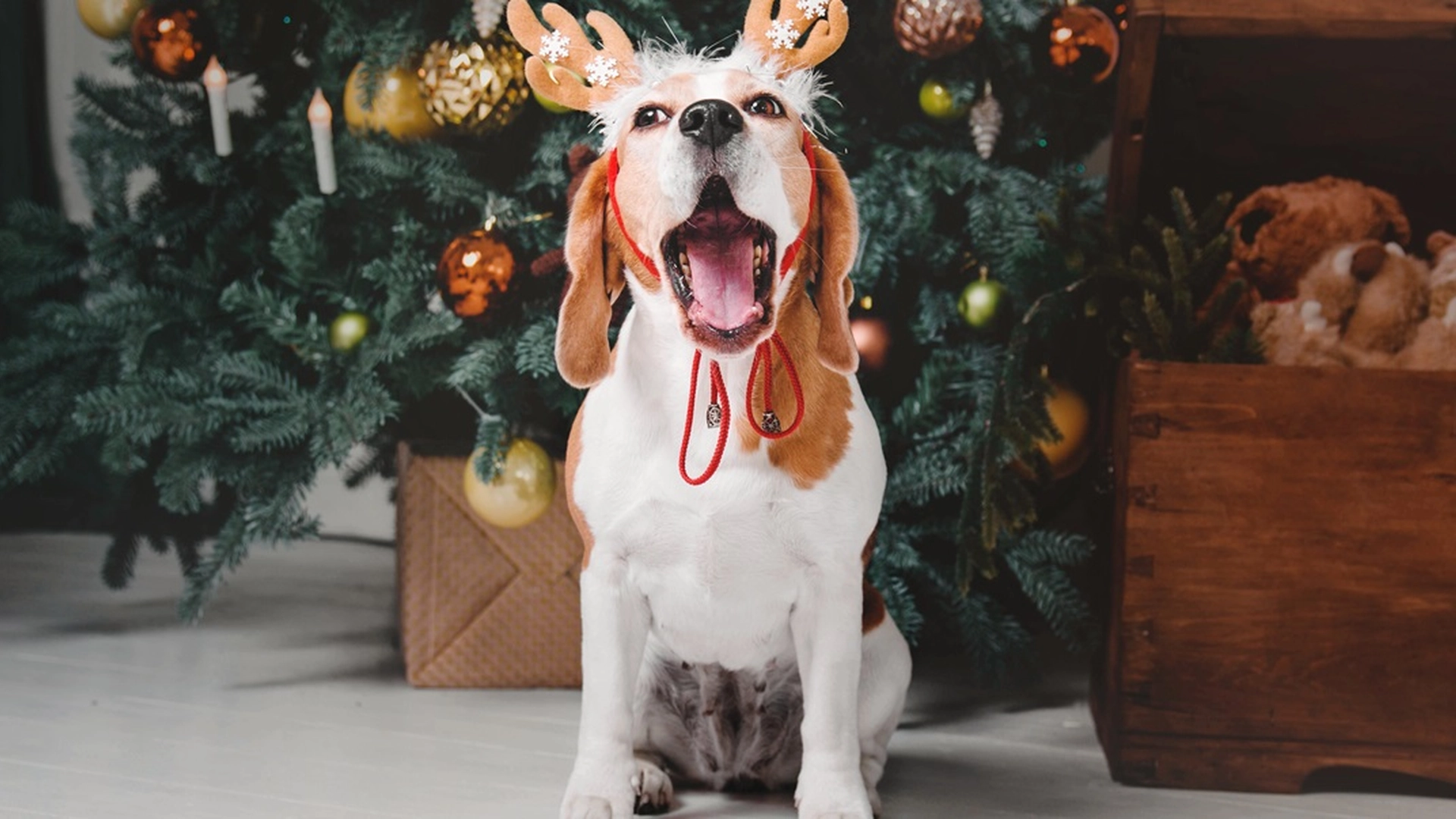 Har du en hund? Vær spesielt oppmerksom på dette i juletiden