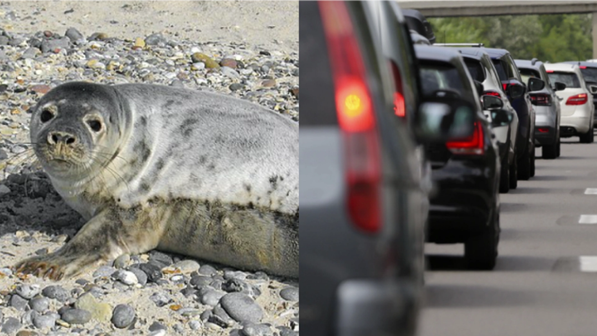 Levende sel befant seg plutselig på motorveien: Nå er det nyheter om redningsaksjonen