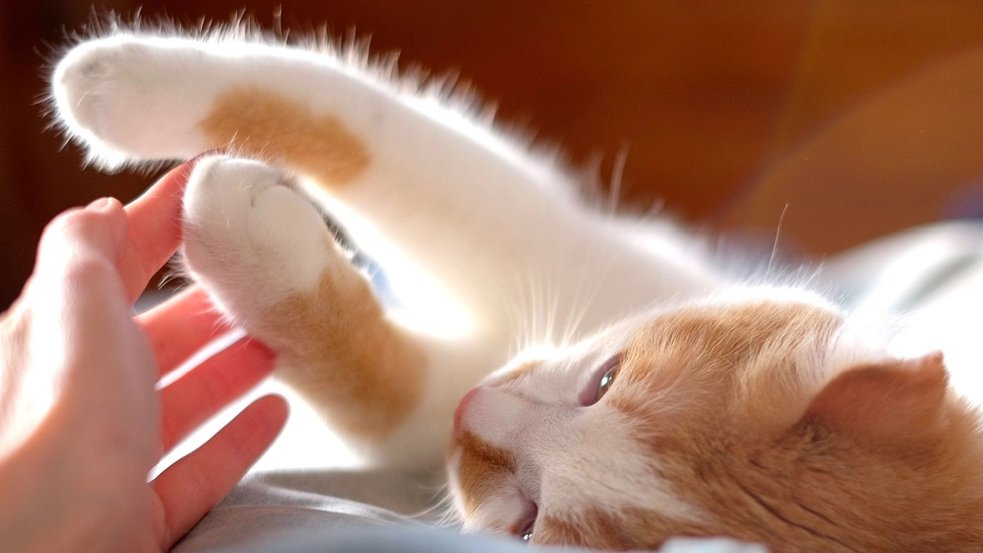 Dette er grunnen til at katter plutselig biter når de blir klappet