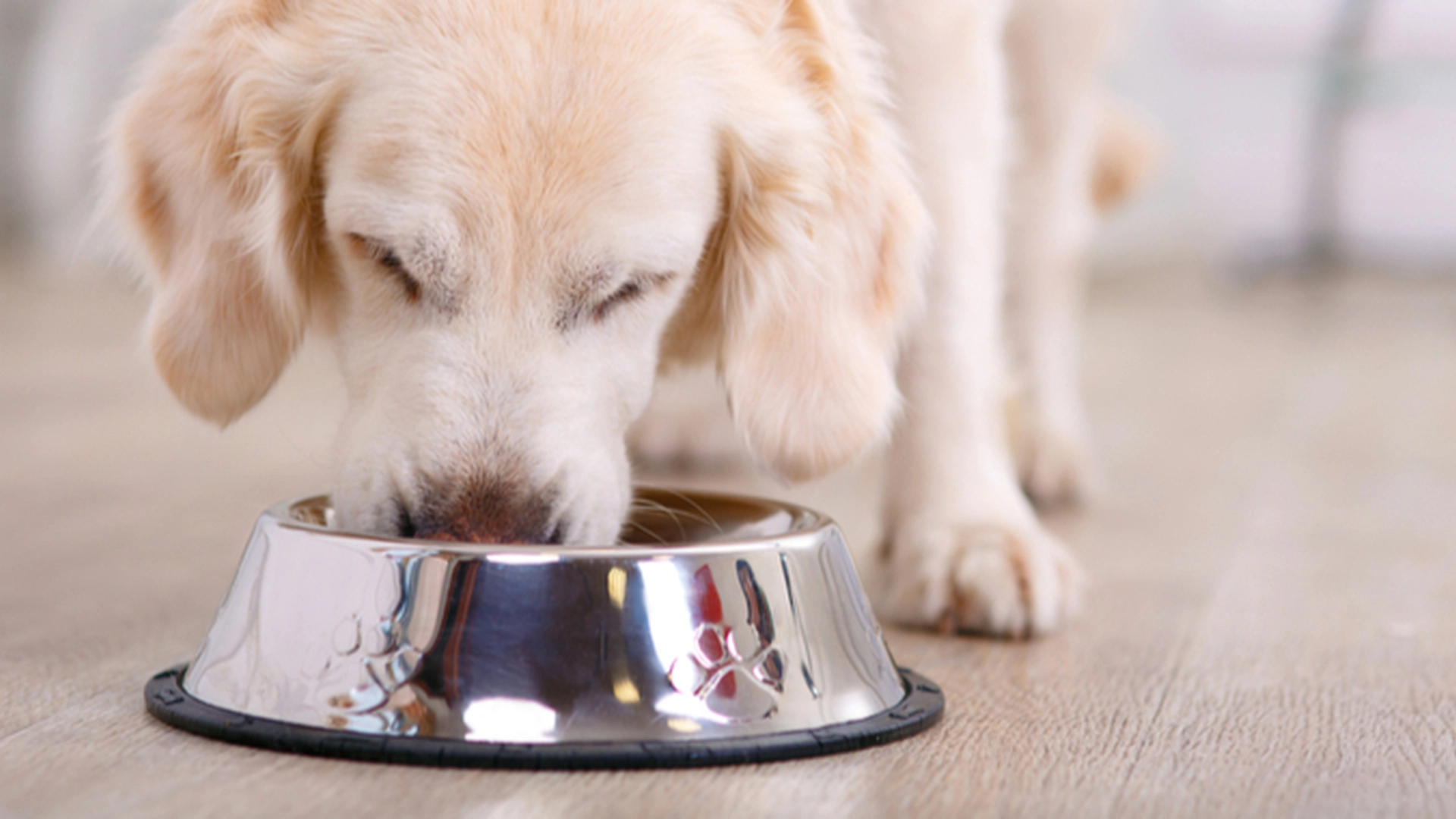 Grillsesongen er her: Dette er tingene du aldri bør gi hunden din
