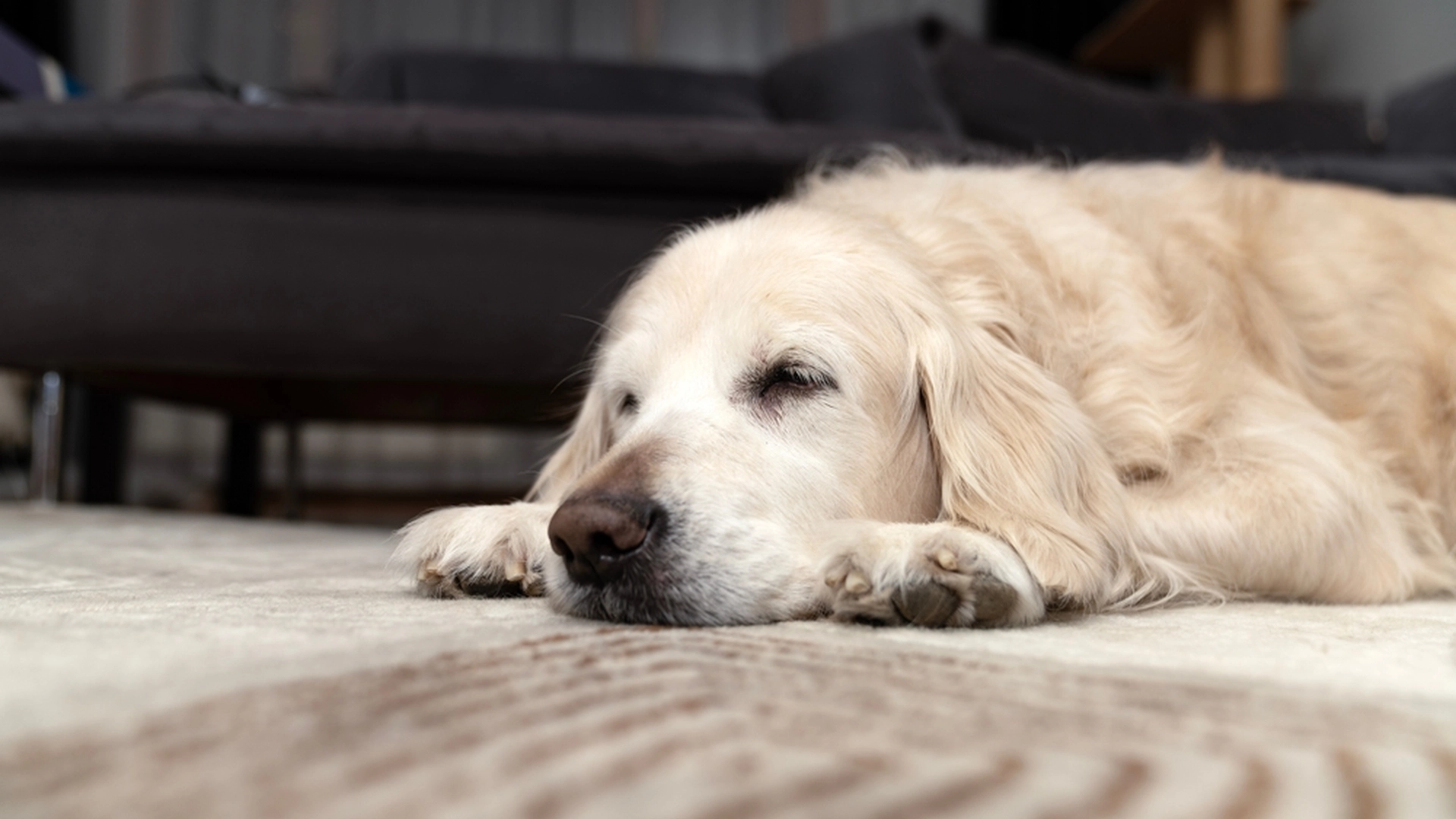 Hvorfor går hunden eller katten din i sirkler før de sover? Svaret vil overraske deg