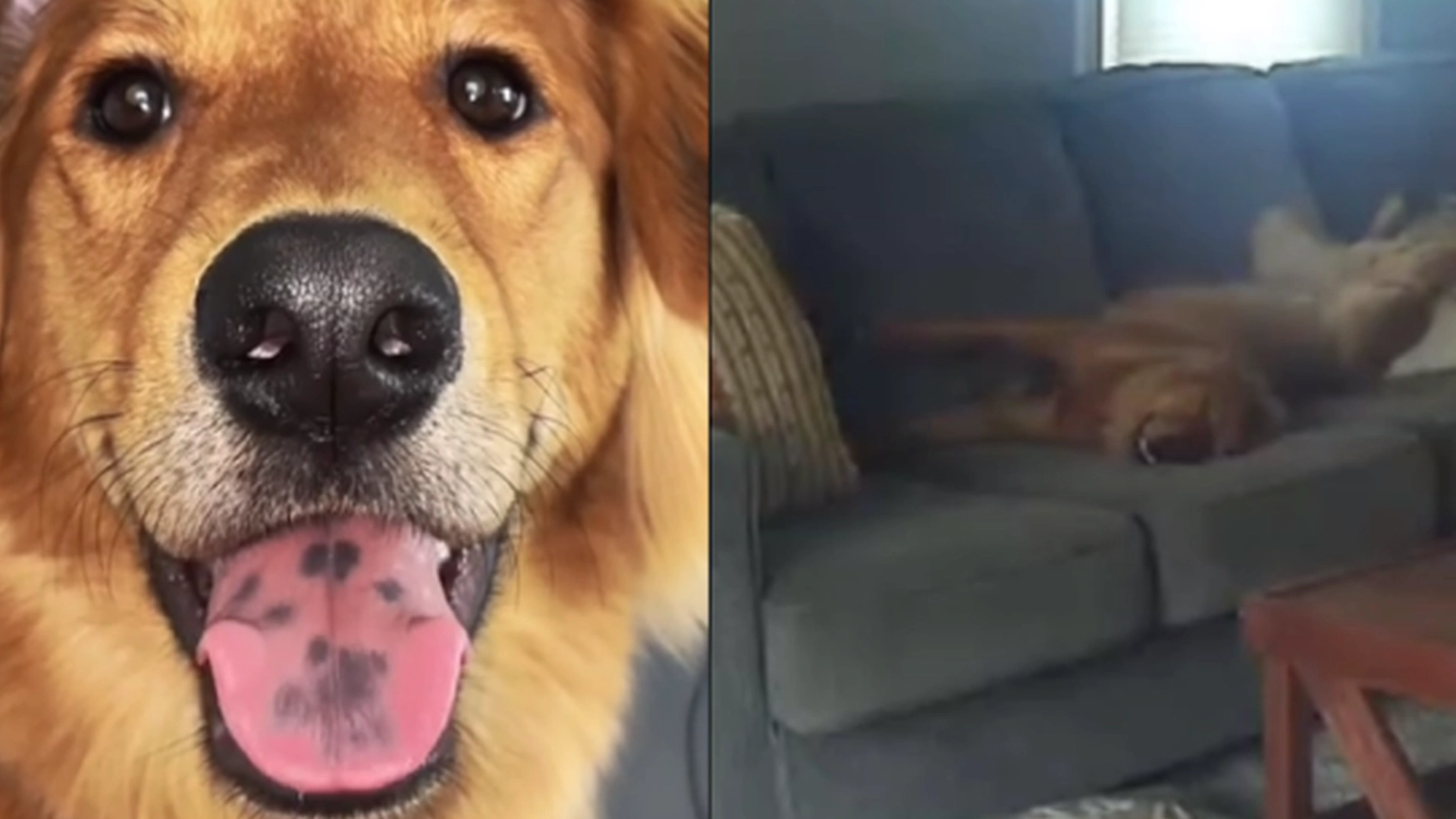 Golden retriever er alene hjemme for første gang: Det skjulte kameraet fanger noe som får internett til å le