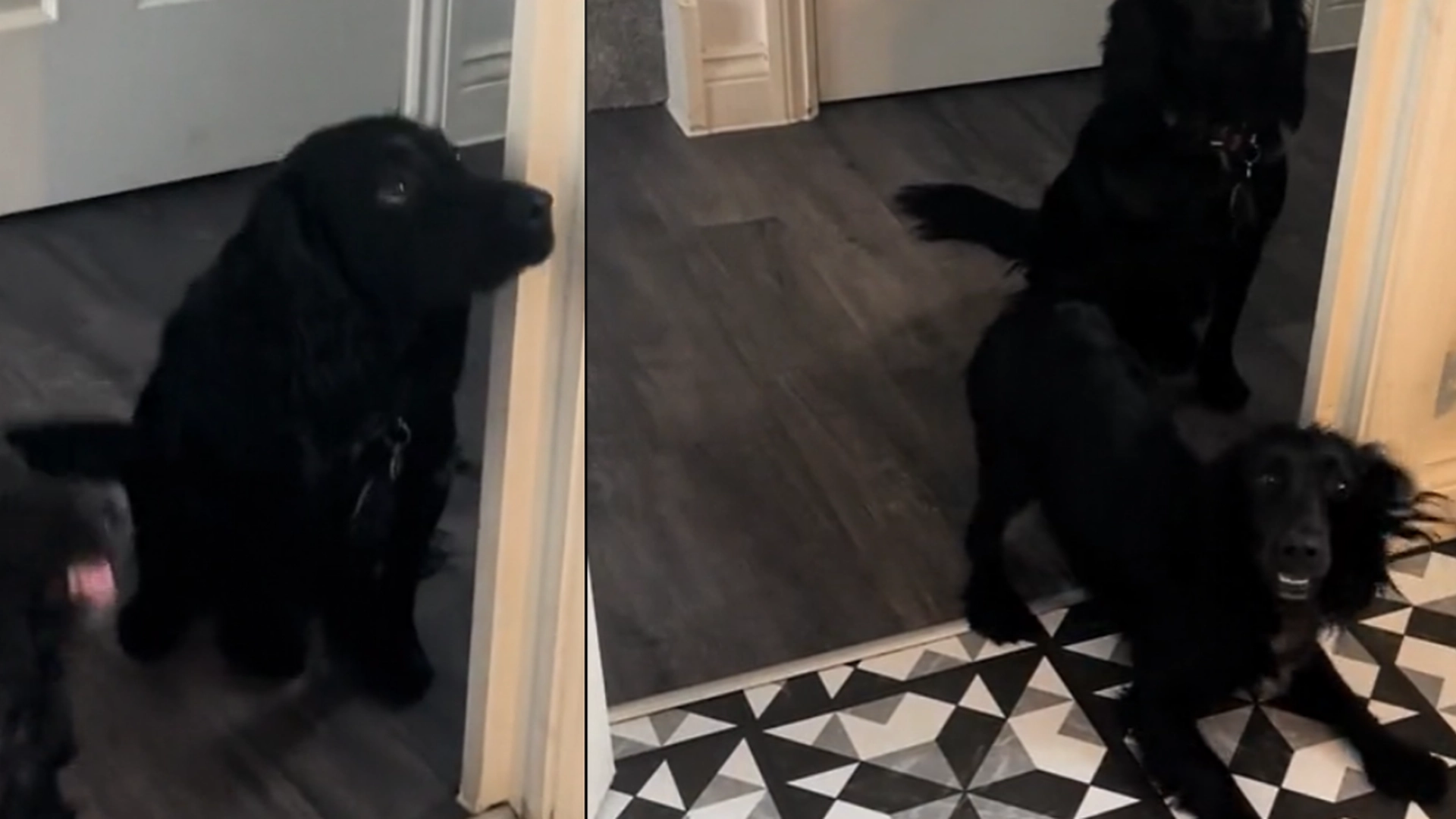 Internett elsker morsom hundevideo: To hunder med svært forskjellige personligheter