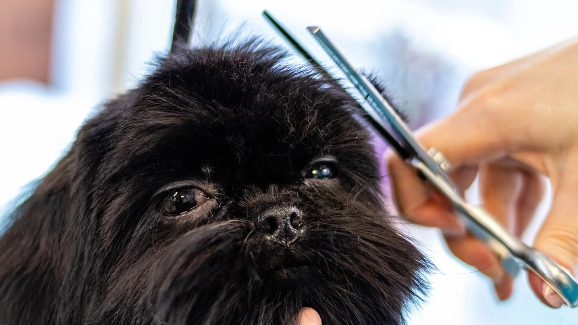 Pappa klipper hunden selv: Mammas reaksjon er uvurderlig