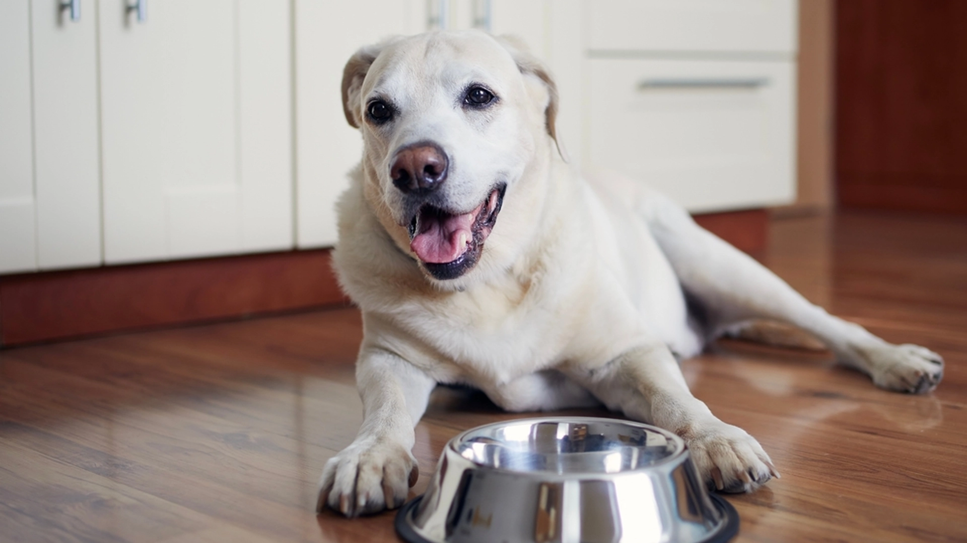 Hundeekspert kunngjør: Dette er hvor lenge du kan la hunden være alene hjemme