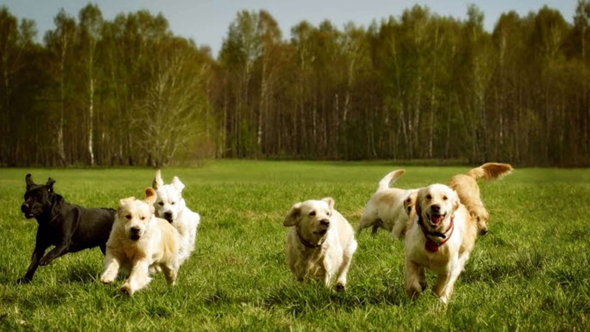 Flåttsesongen har begynt: Slik forhindrer du at hunden din blir bitt