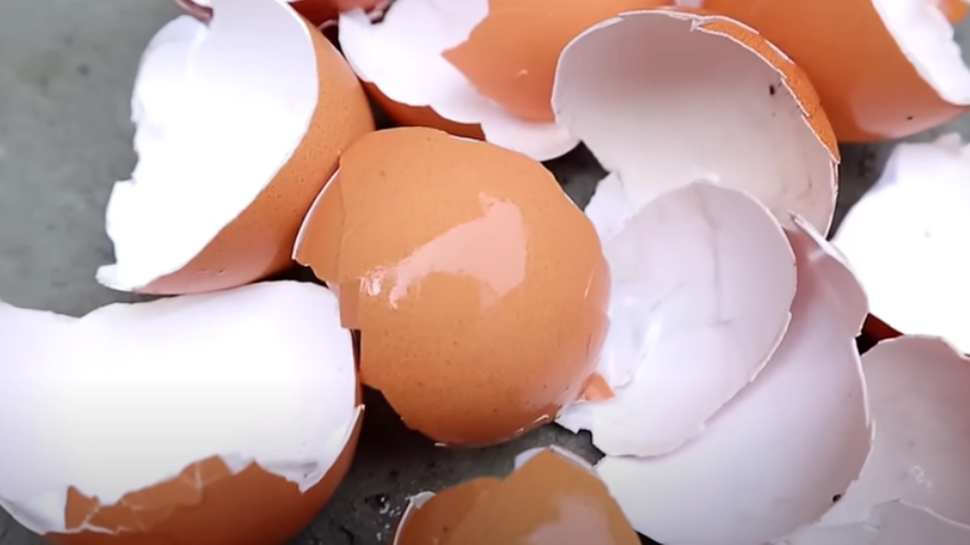 Nesten alle kaster eggeskallene sine i søpla: Bare se hvor verdifulle de er