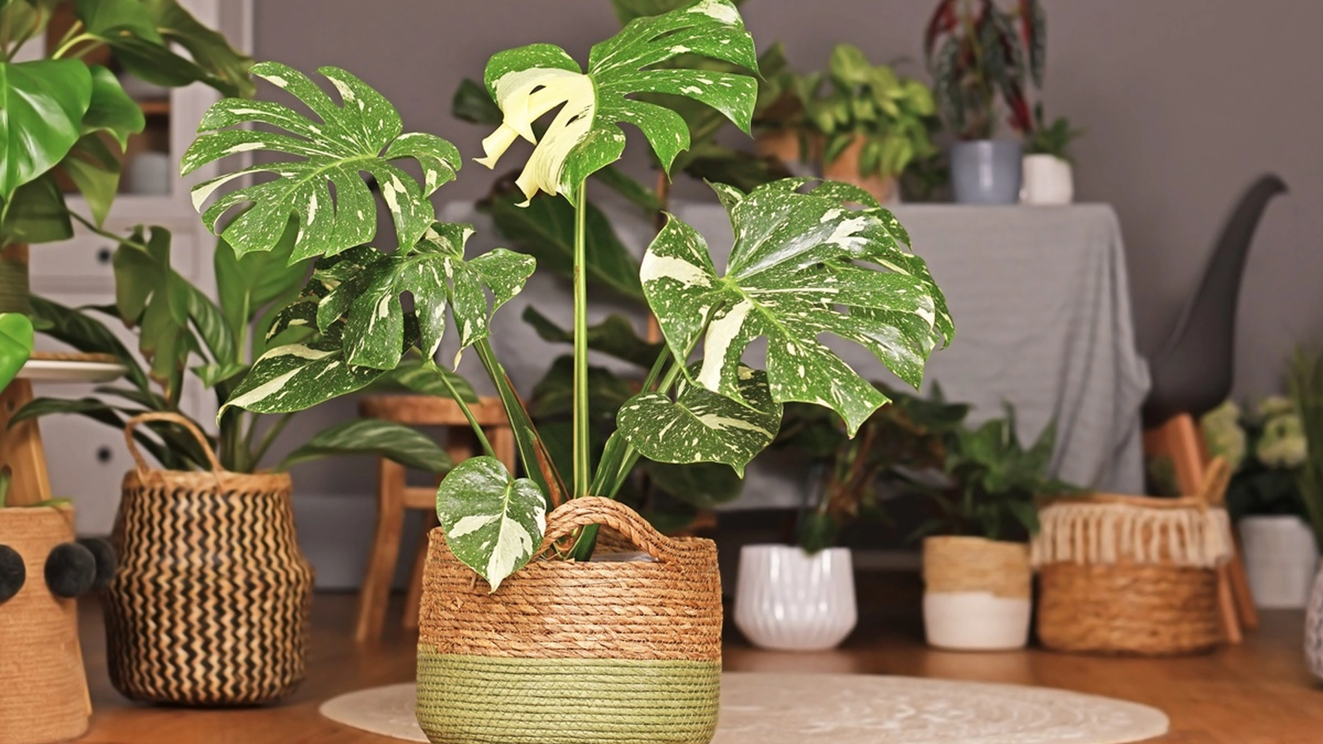 Er du den glemsomme typen? Da er disse 11 potteplantene noe for deg