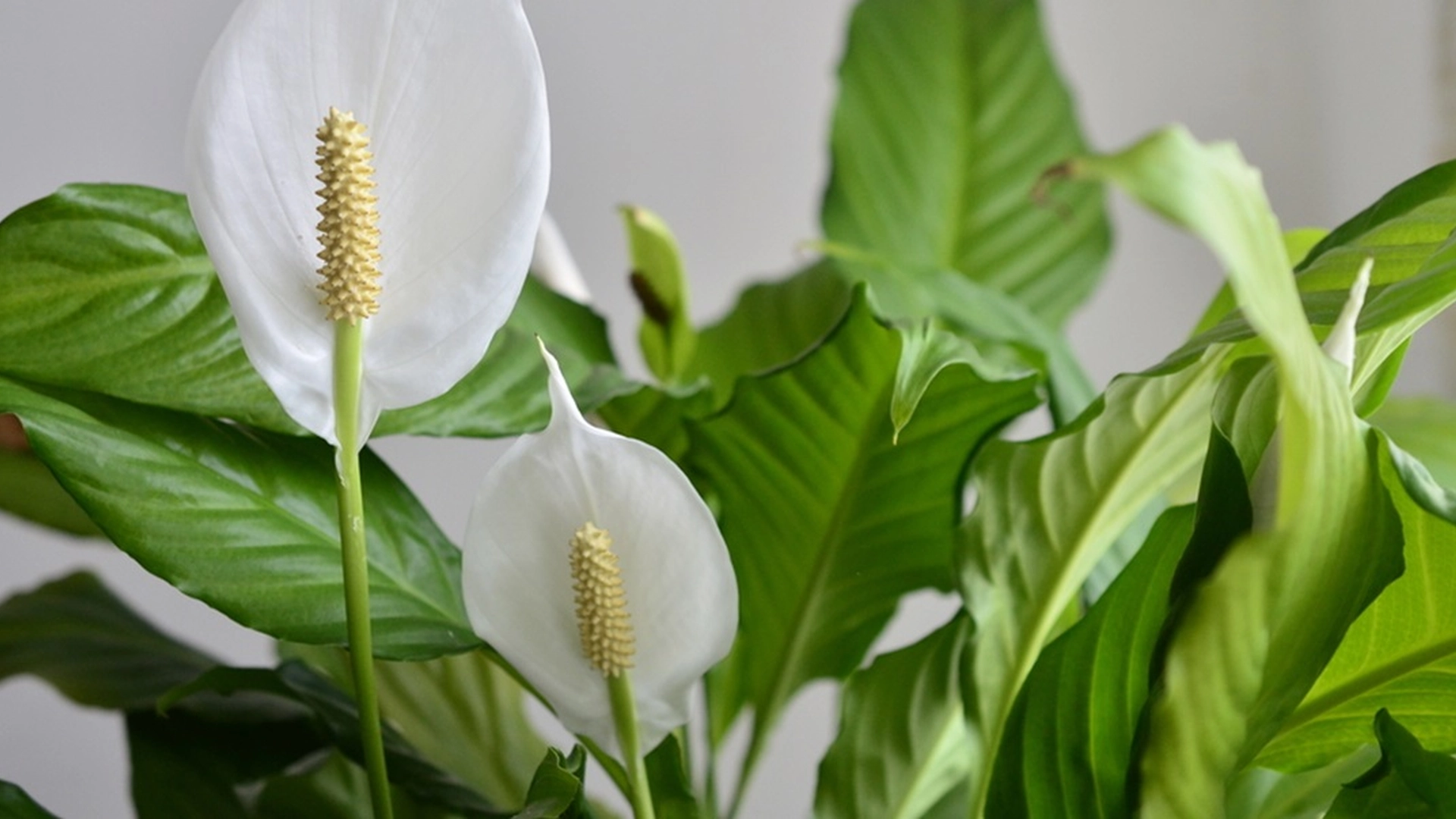 Få fredsliljen til å blomstre igjen: Ett enkelt triks gjør hele forskjellen