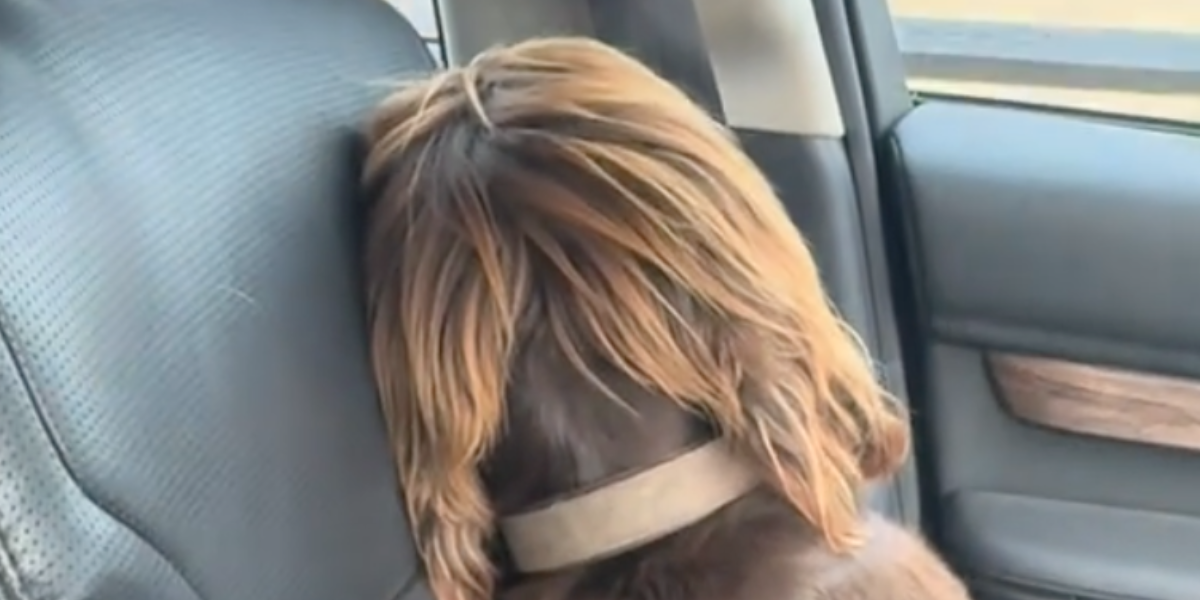 Hunden gjør det klinkende klart hva den føler, da eieren kommer hjem fra ferie