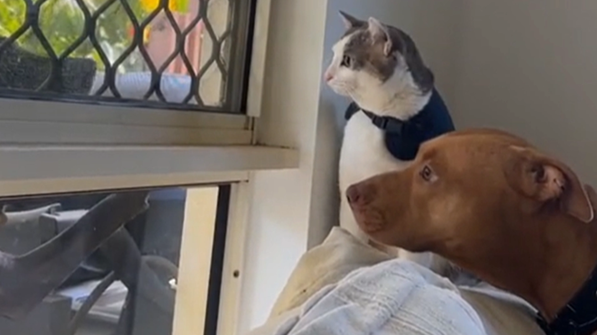 Hund forsvarer katten «sin»: Eier filmer søt video